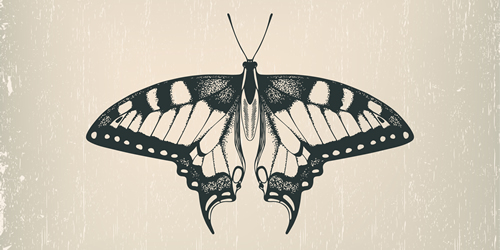 Axial Symmetry in nature butterfly